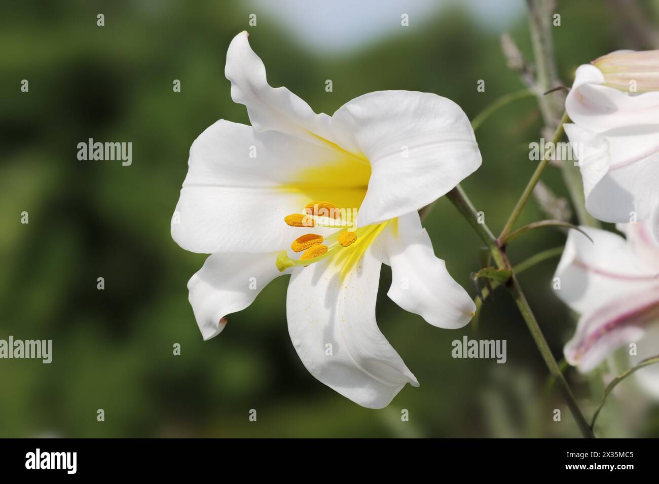 King lily (Lilium regale, Lilium myriophyllum), flower, ornamental plant, North Rhine-Westphalia, Germany Stock Photo