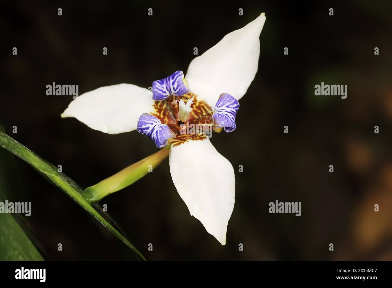 Apostle iris or wandering iris (Neomarica gracilis), flower, native to South America Stock Photo