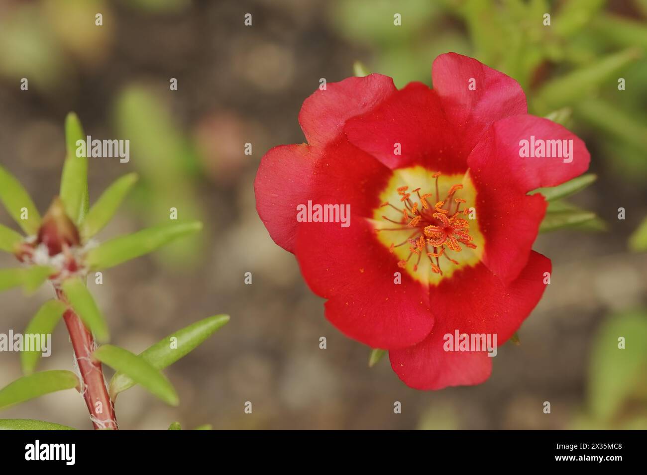 Moss-rose purslane (Portulaca grandiflora), flower, native to South America Stock Photo