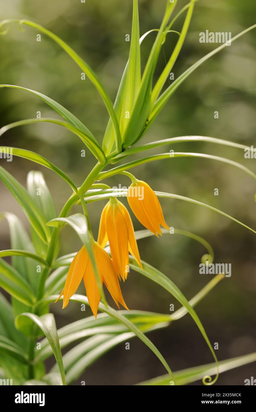 Climbing lily (Littonia modesta, Gloriosa modesta), flowers, native to South Africa Stock Photo