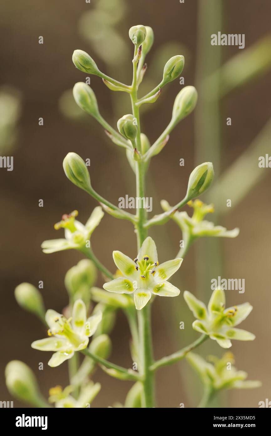Ornamental yoke lily or yoke flower (Anticlea elegans, Zigadenus elegans), flowers, native to North America Stock Photo