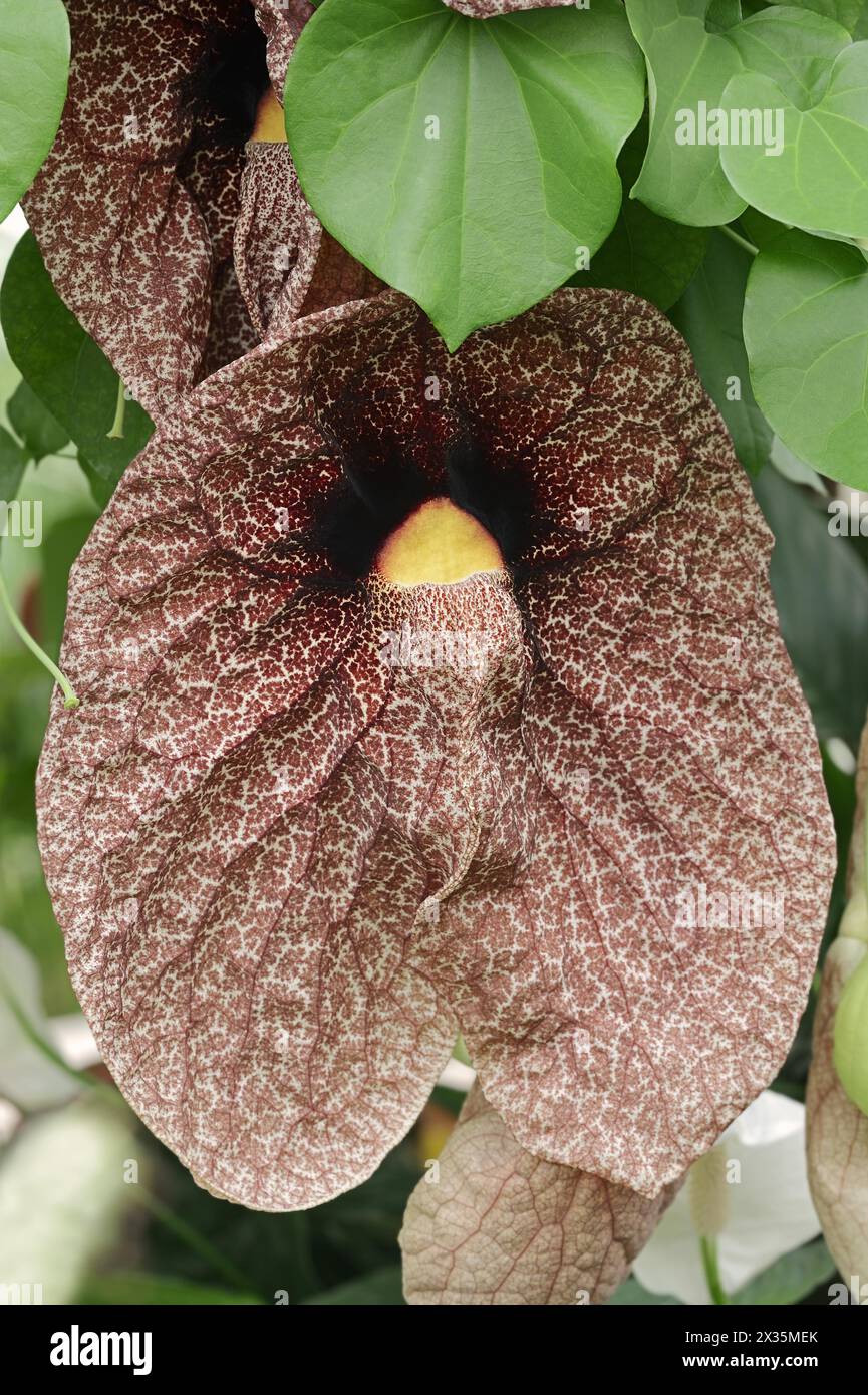 Giant pipe flower or giant pipevine (Aristolochia gigantea, Aristolochia sylvicola), flower, occurrence in Central America Stock Photo