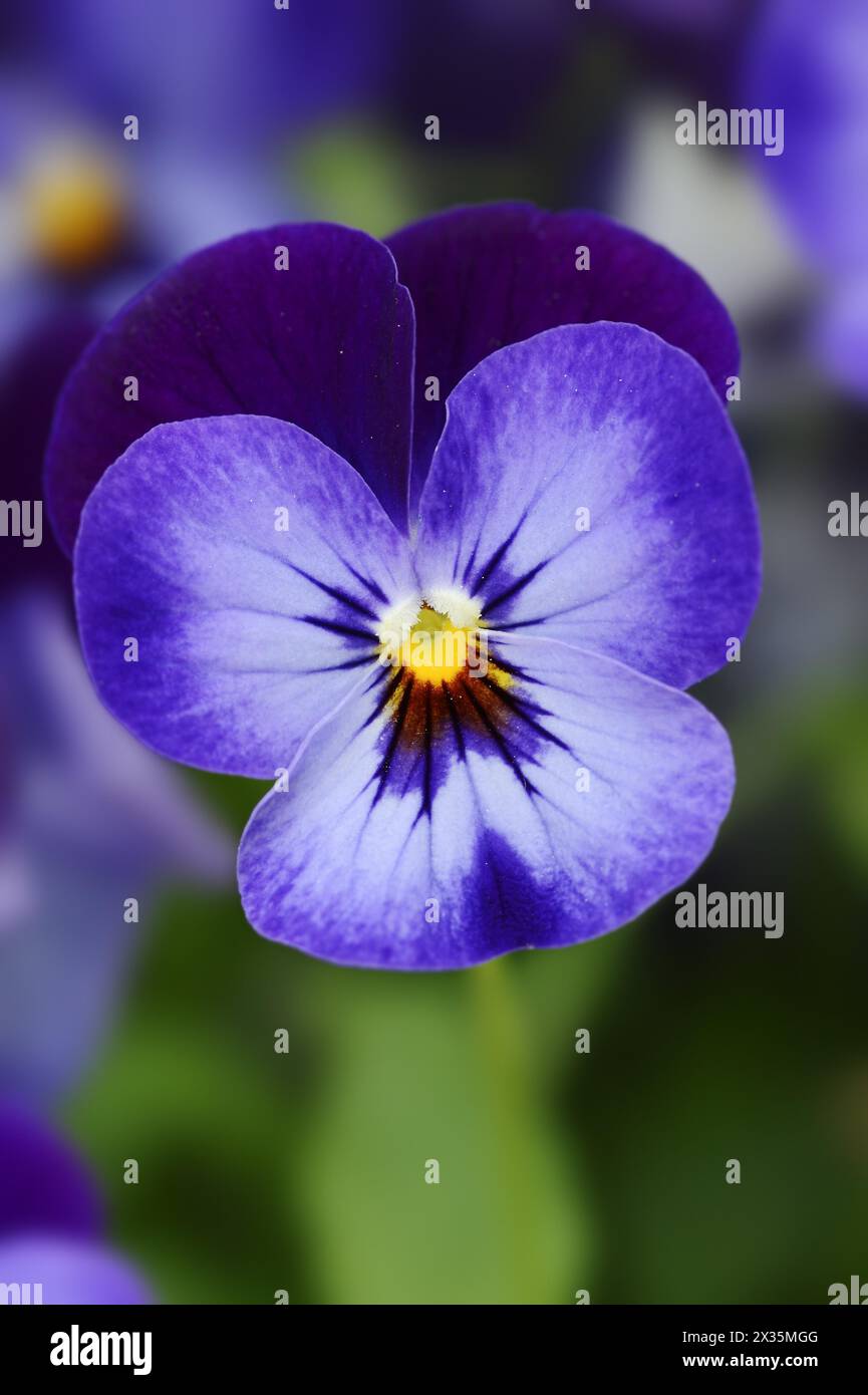 Horned violet or horned pansy (Viola cornuta), flower, North Rhine-Westphalia, Germany Stock Photo