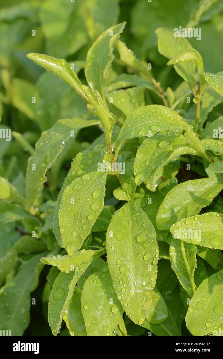 Cape plumbago (Plumbago auriculata, Plumbago capensis), leaves with water droplets, ornamental plant, native to South Africa Stock Photo