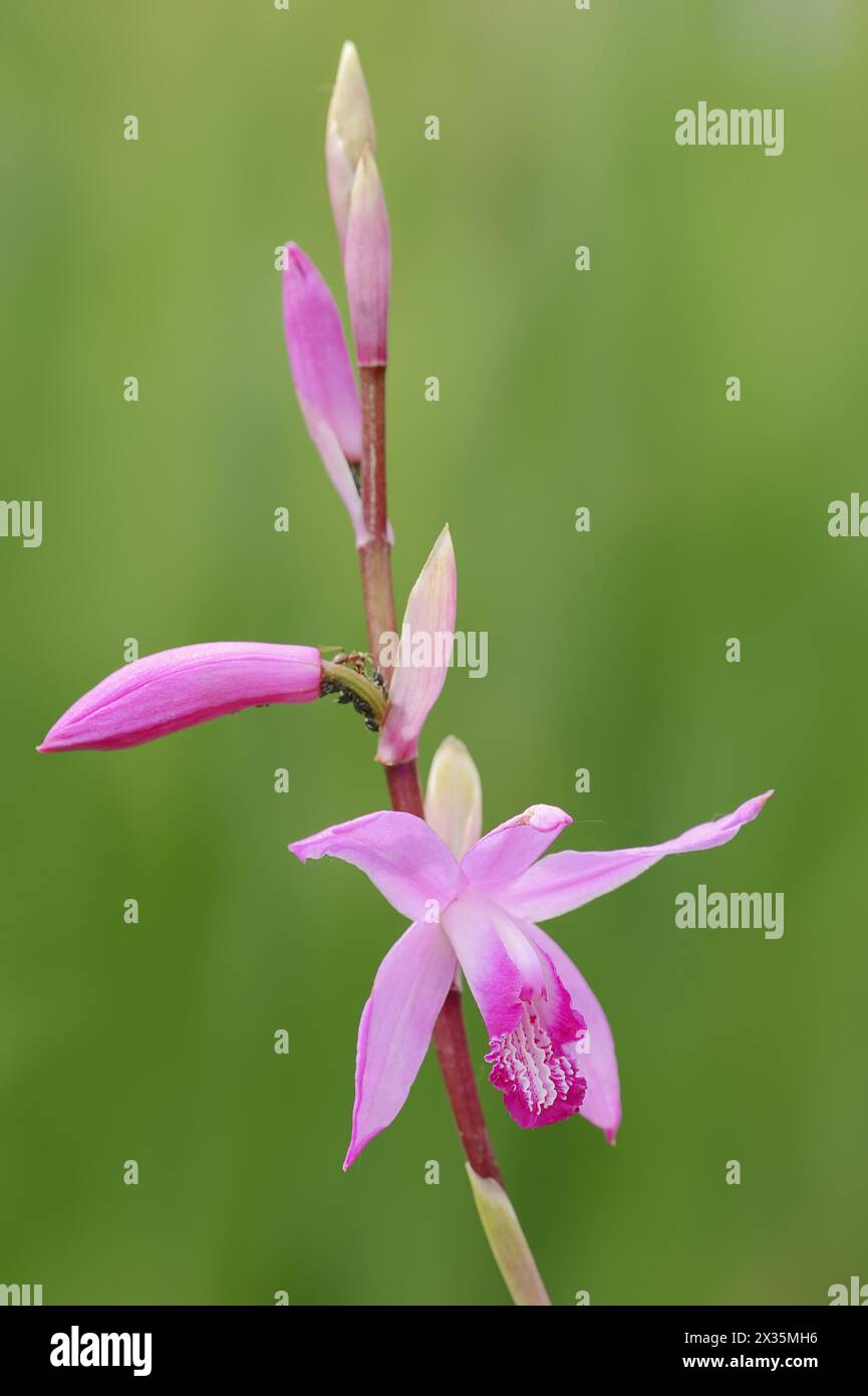Japanese orchid or Chinese orchid (Bletilla striata, Bletia striata), flower, ornamental plant, North Rhine-Westphalia, Germany, Europe Stock Photo