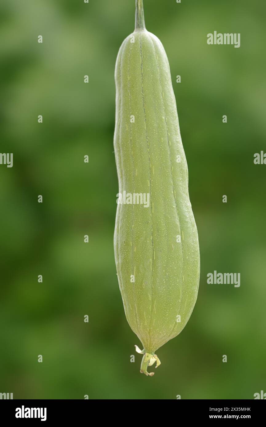 Sponge cucumber (Luffa aegyptiaca, Luffa cylindrica), fruit, useful plant Stock Photo