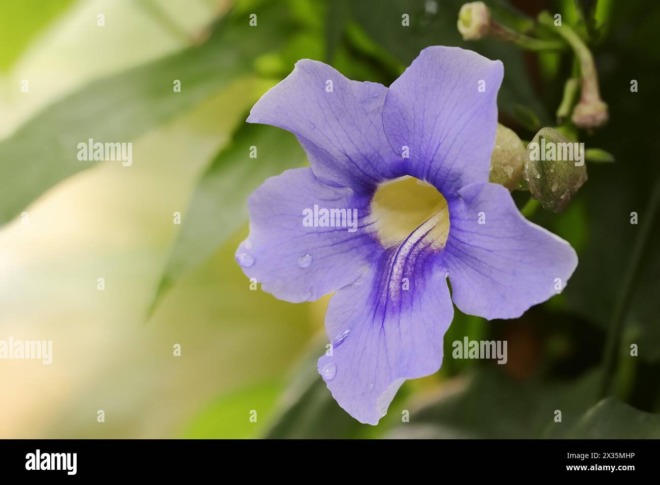 Bengal clockvine (Thunbergia grandiflora), flower, ornamental plant, native to Asia Stock Photo