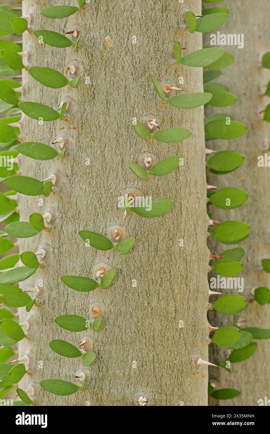 Native Trunk Madagascar Ocotillo (Alluaudia procera), trunk with thorns and leaves ...