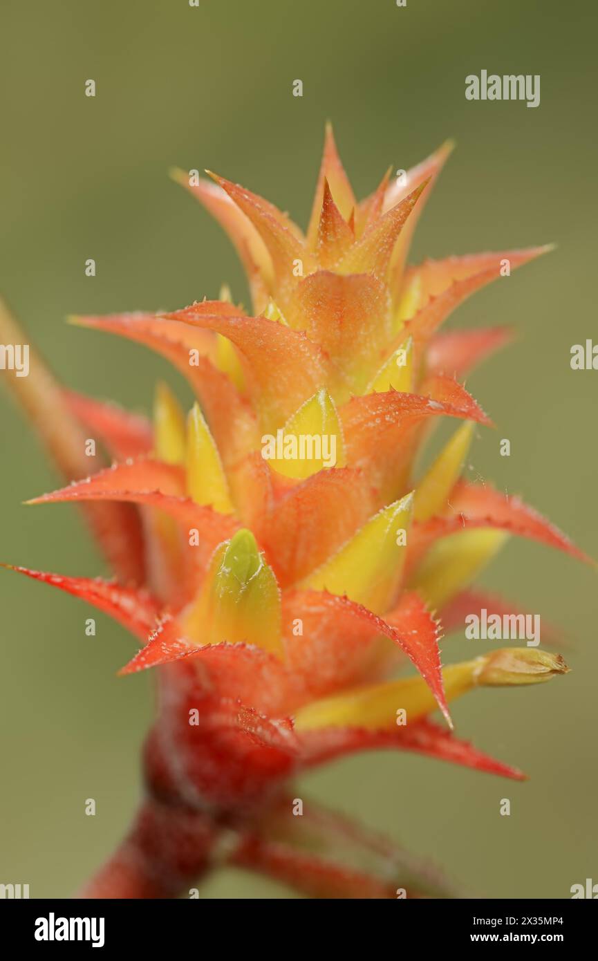 Bromeliad (Acanthostachys strobilacea), inflorescence, native to South America Stock Photo
