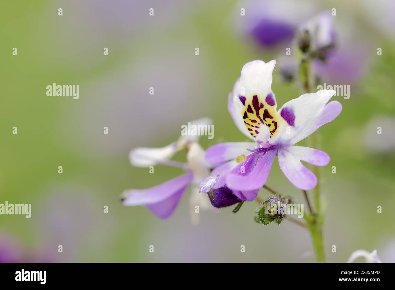Butterfly flower (Schizanthus pinnatus), flower, ornamental plant, North Rhine-Westphalia, Germany Stock Photo