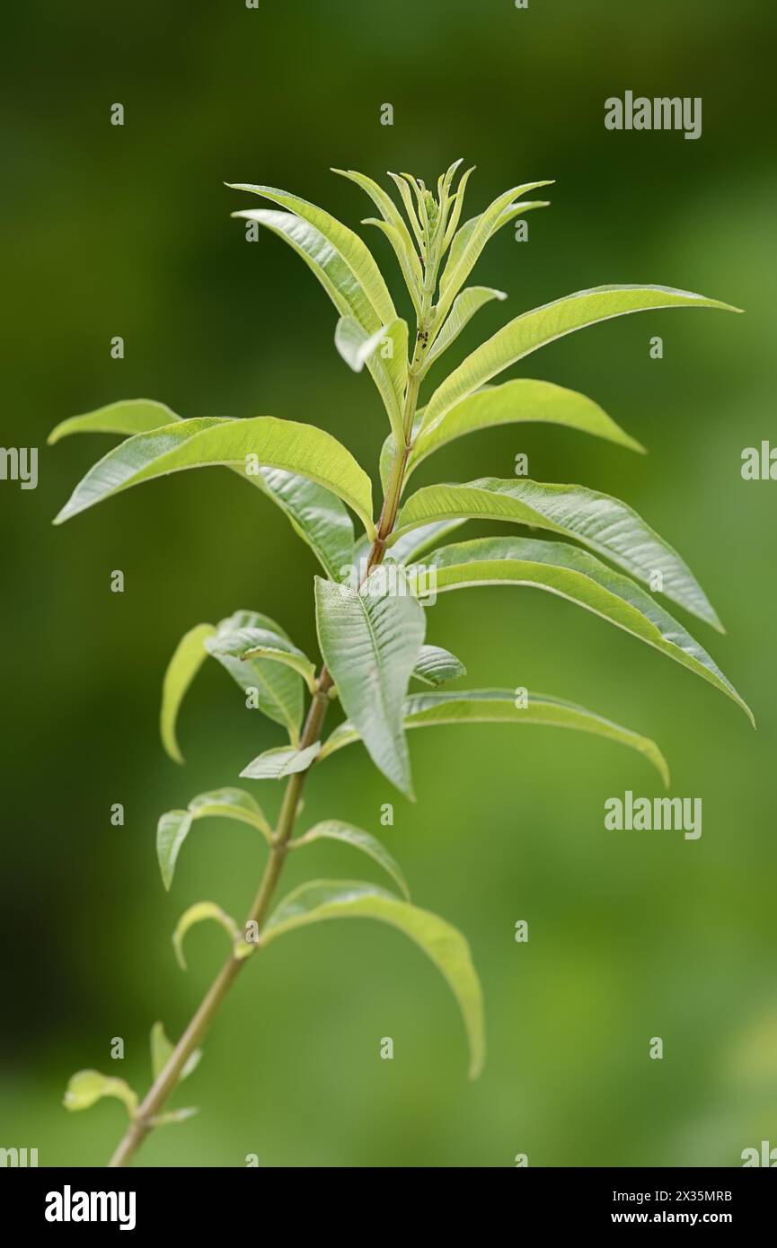 Lemon verbena or lemon bush (Aloysia citrodora, Aloysia triphylla), twig with leaves, native to South America, ornamental plant, North Stock Photo