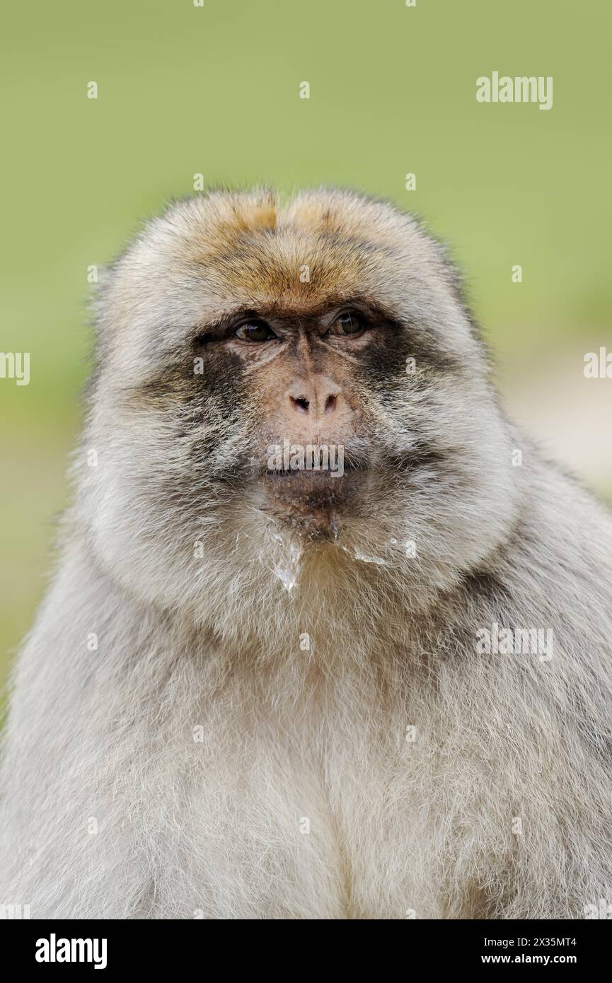 Occurring in southern africa hi-res stock photography and images - Alamy