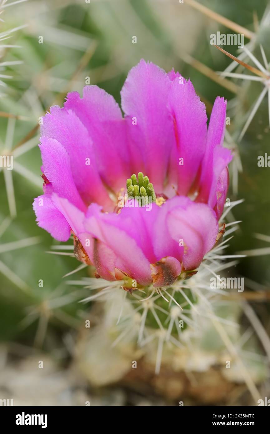 Hedgehog cactus (Echinocereus enneacanthus), flower, native to North America Stock Photo