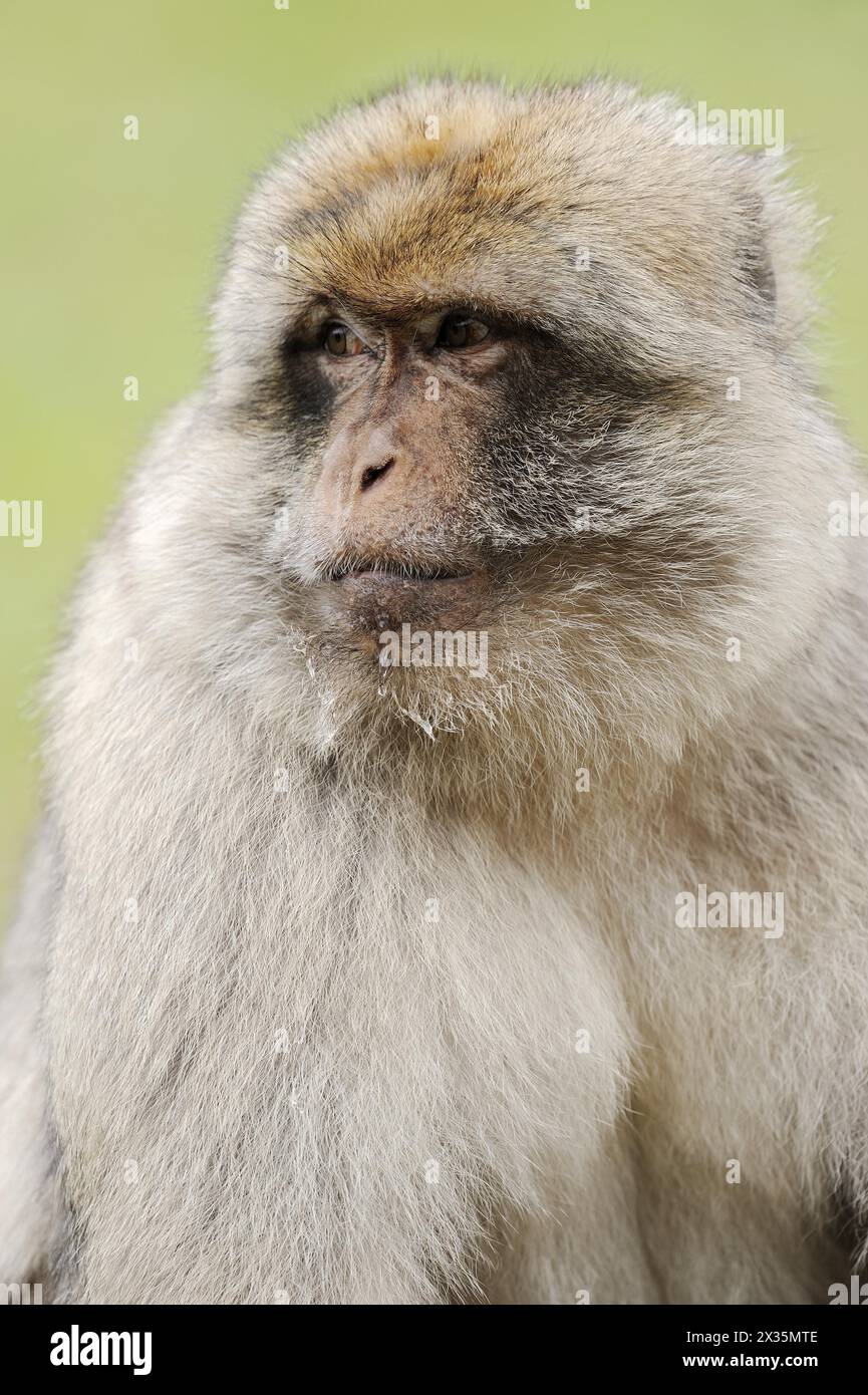 Occurring in southern africa hi-res stock photography and images - Alamy
