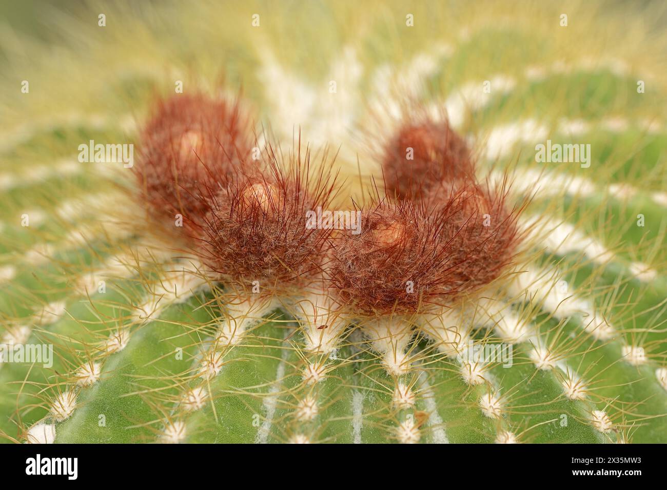 Cactus (Parodia magnifica, Notocactus magnificus), native to Brazil Stock Photo