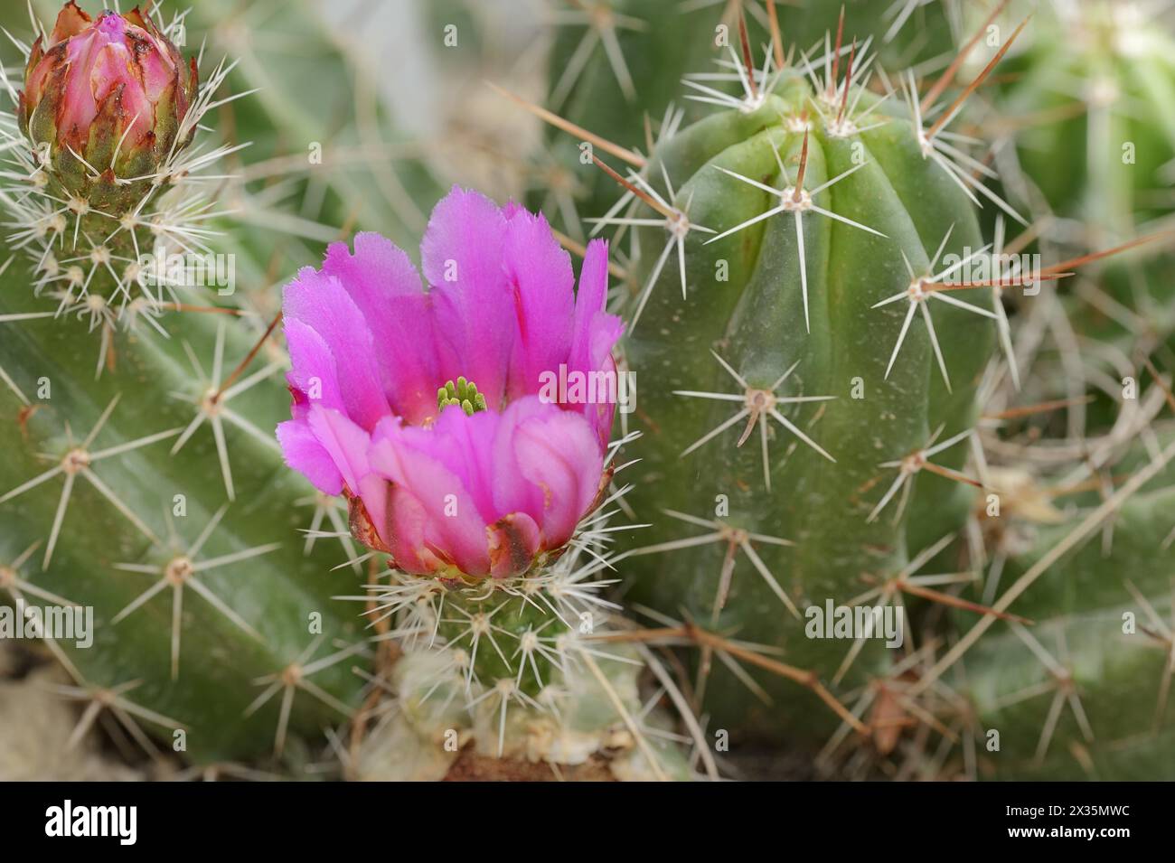 Hedgehog cactus (Echinocereus enneacanthus), flower, native to North America Stock Photo