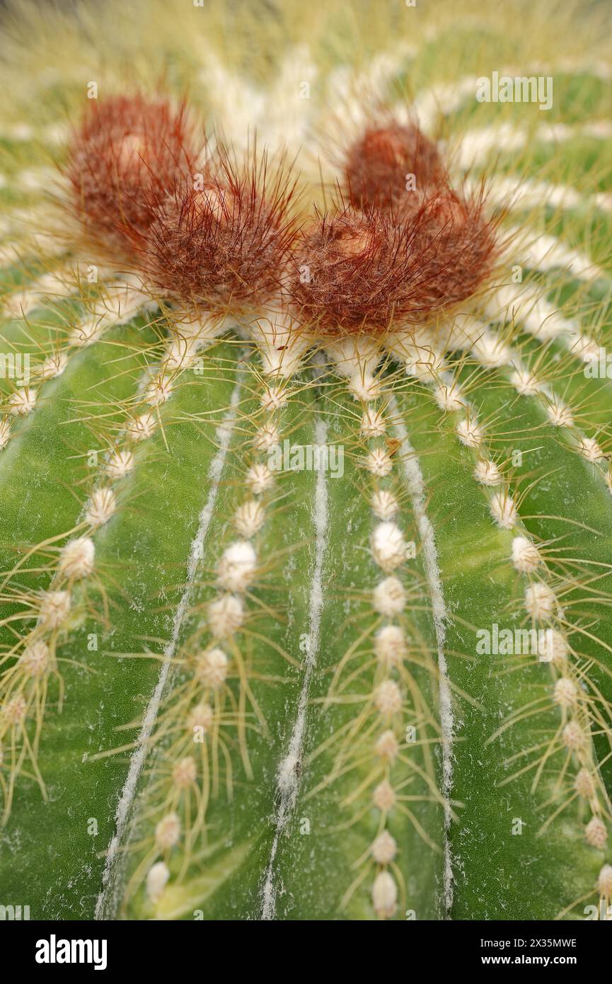 Cactus (Parodia magnifica, Notocactus magnificus), native to Brazil Stock Photo