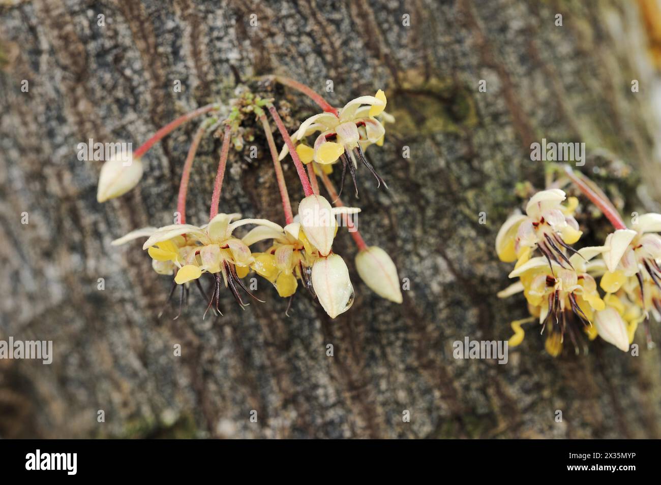 Cocoa tree (Theobroma cacao), flowers on the tree Stock Photo