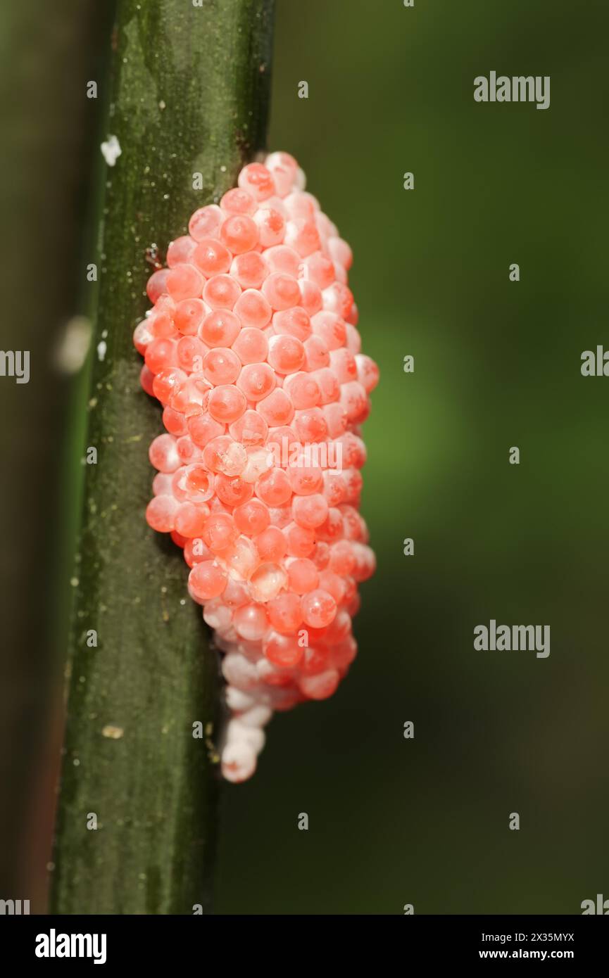 Channeled applesnail (Pomacea canaliculata), clutch, eggs, occurrence in South America Stock Photo