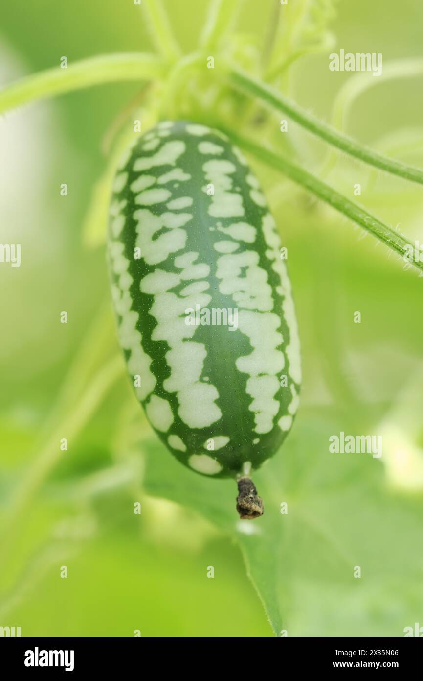 Mexican mini cucumber (Zehneria scabra, Melothria scabra), cucumber on the plant, useful plant, North Rhine-Westphalia, Germany Stock Photo