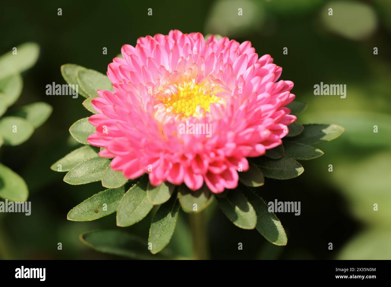 China aster (Callistephus chinensis), flower, ornamental plant, North Rhine-Westphalia, Germany Stock Photo