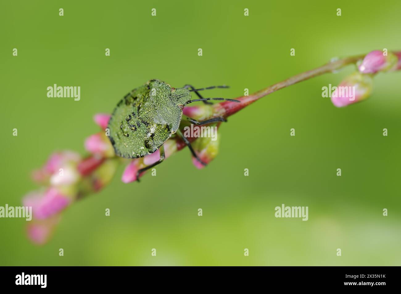 Green stink bug or green shield bug (Palomena prasina), nymph, North Rhine-Westphalia, Germany Stock Photo