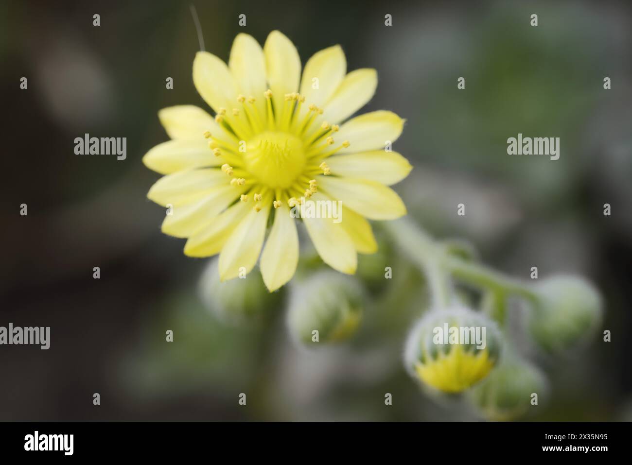Aeonium (Aeonium saundersii), flower, La Gomera, Canary Islands, Spain Stock Photo