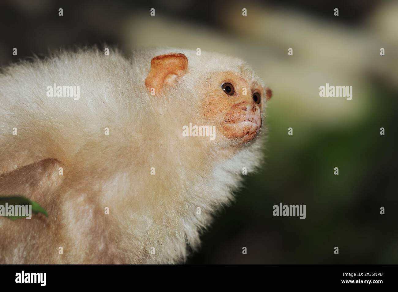 Silver monkey or silver marmoset (Mico argentatus, Callithrix argentata), captive, occurring in South America Stock Photo