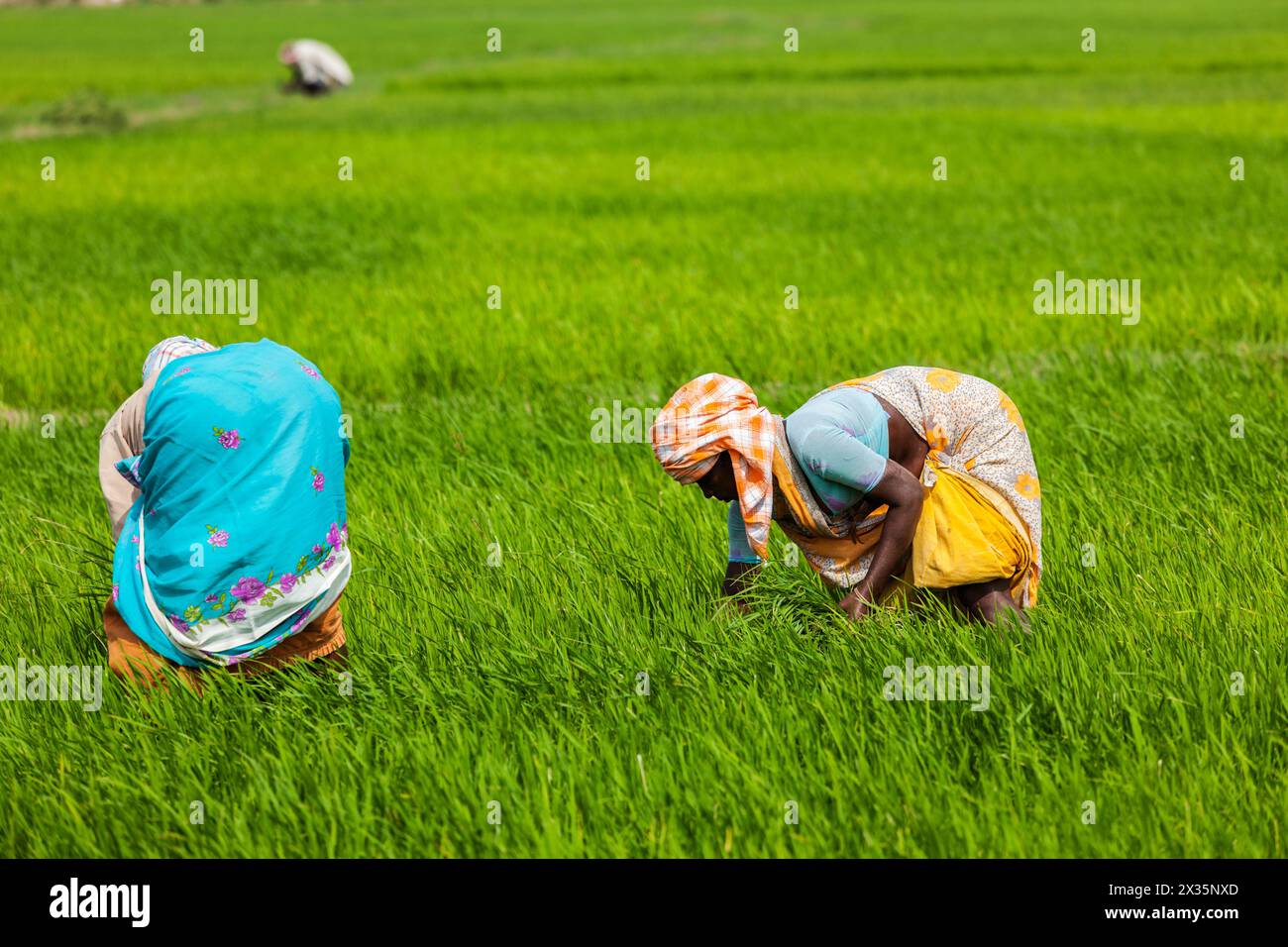 Indian women harvests rice hi-res stock photography and images - Alamy
