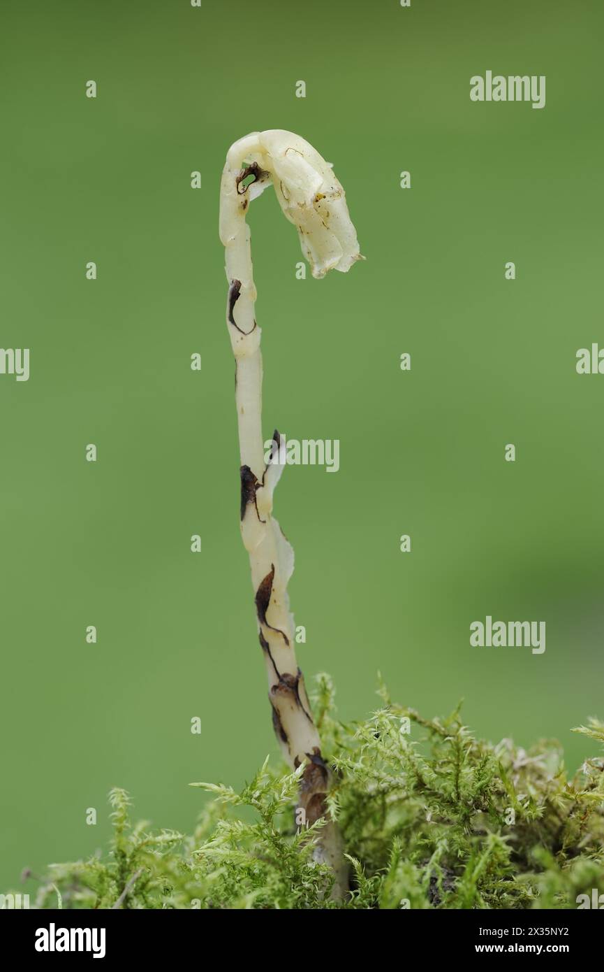 Spruce asparagus (Monotropa hypopitys, Hypopitys monotropa), North Rhine-Westphalia, Germany Stock Photo