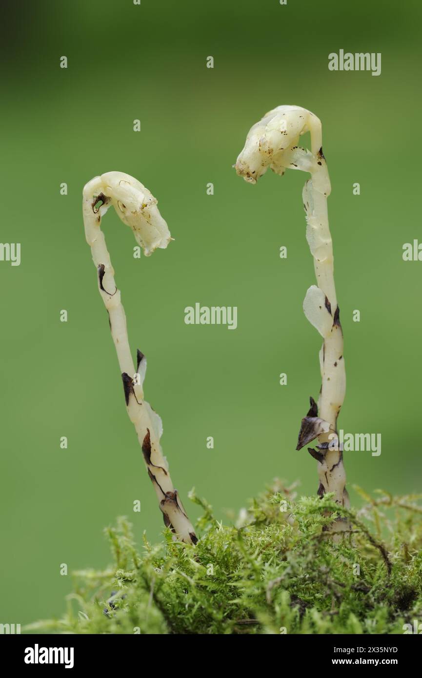 Spruce asparagus (Monotropa hypopitys, Hypopitys monotropa), North Rhine-Westphalia, Germany Stock Photo