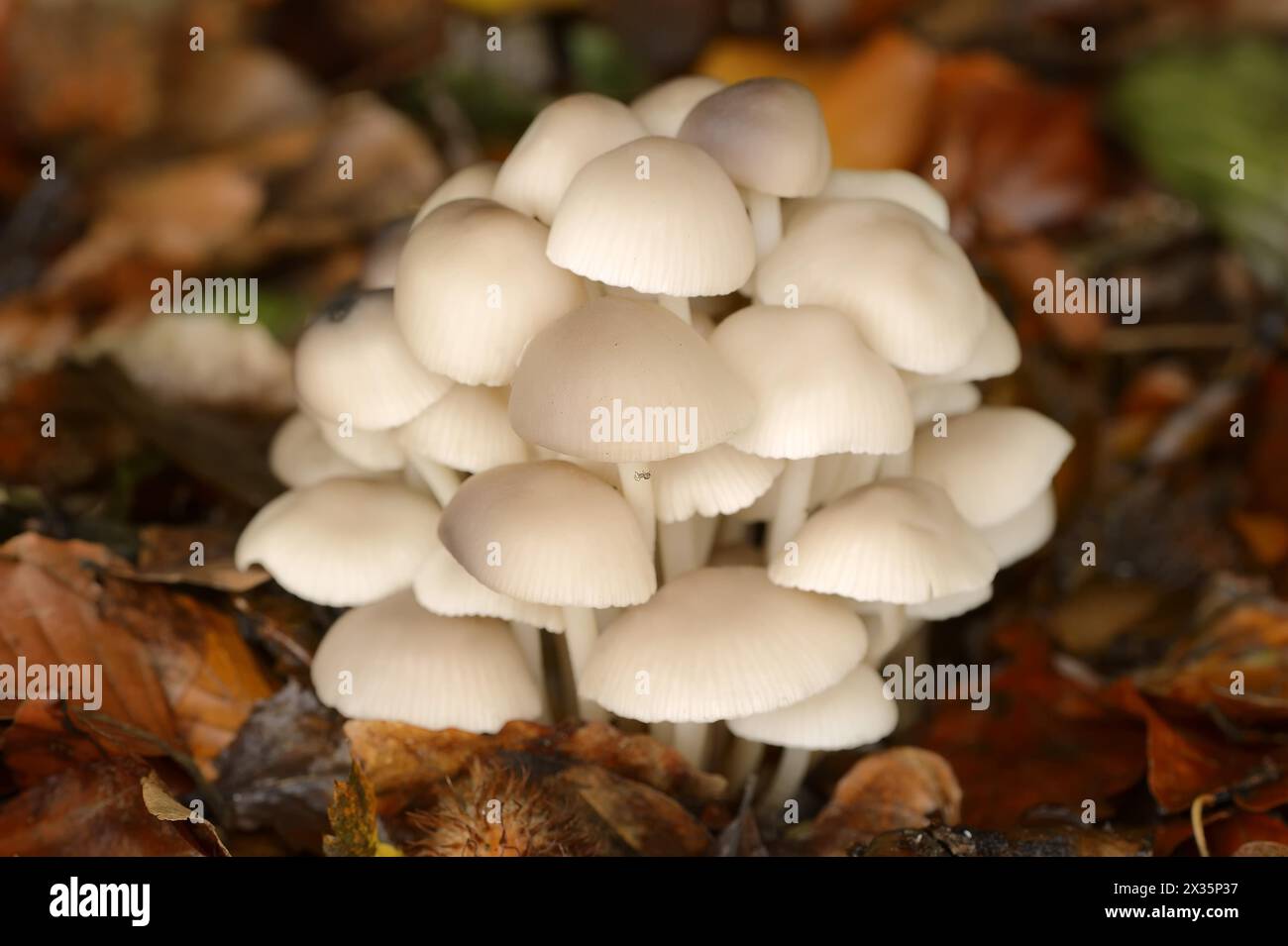 Violet fescue (Marasmius wynneae, Marasmius wynnei), North Rhine-Westphalia, Germany Stock Photo