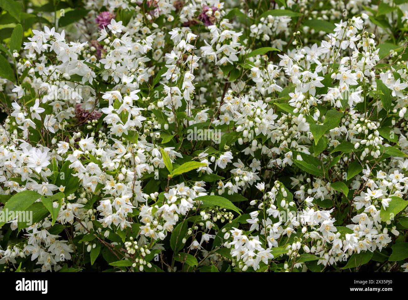 Slender deutzia (Deutzia gracilis) or mayflower bush, flowering, Baden