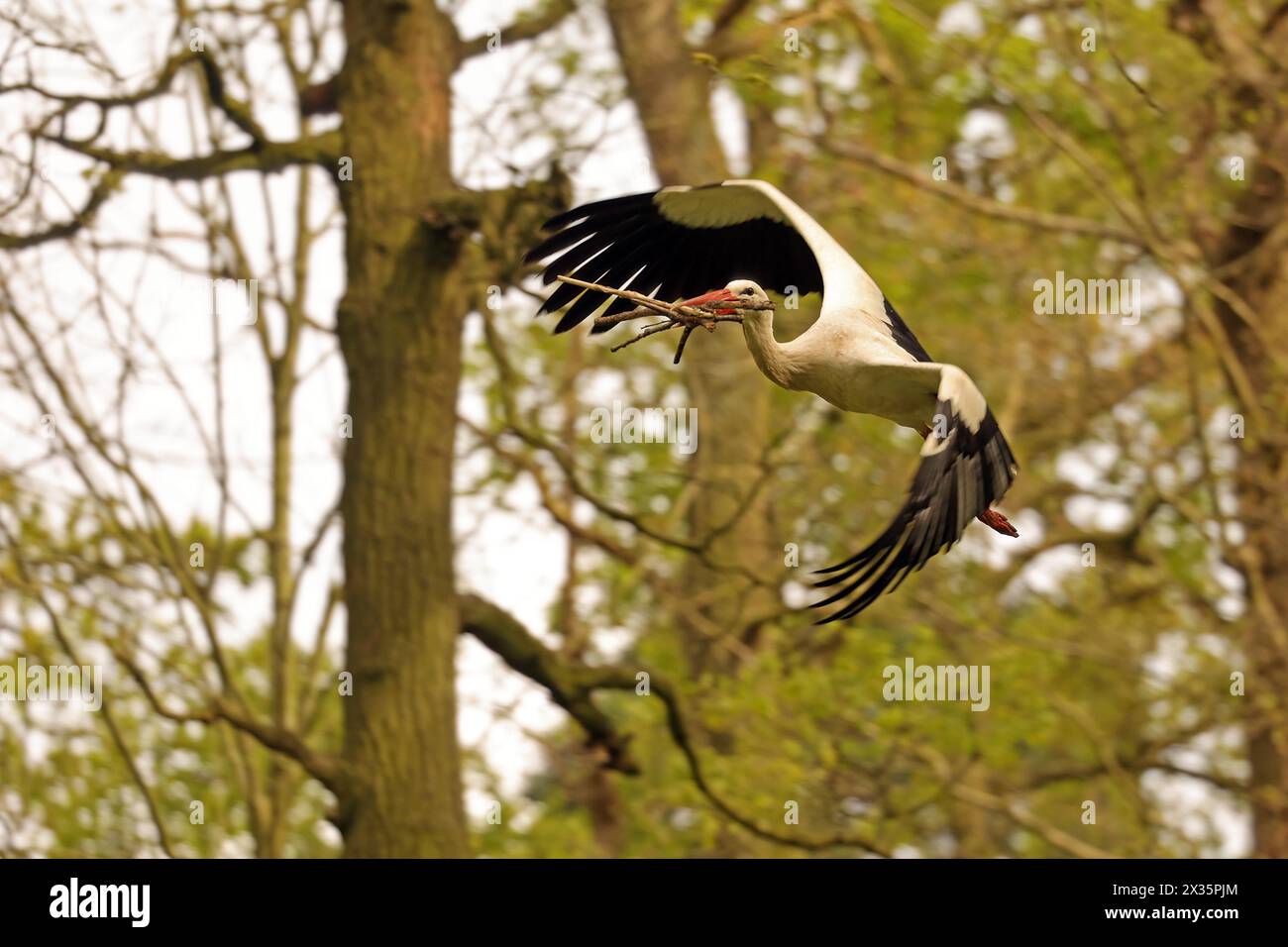 White stork (Ciconia ciconia), flying Stock Photo