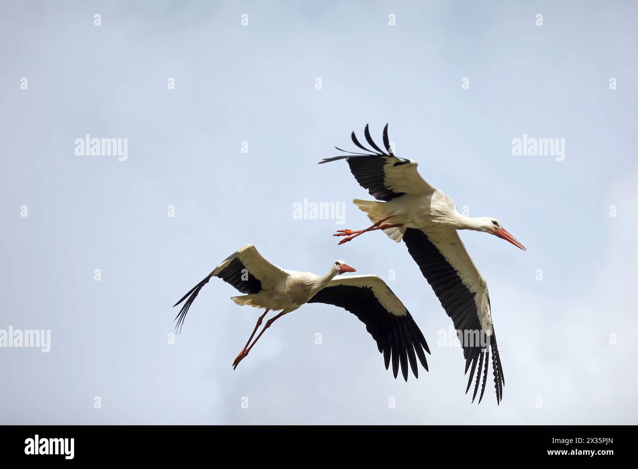 White stork (Ciconia ciconia), flying Stock Photo