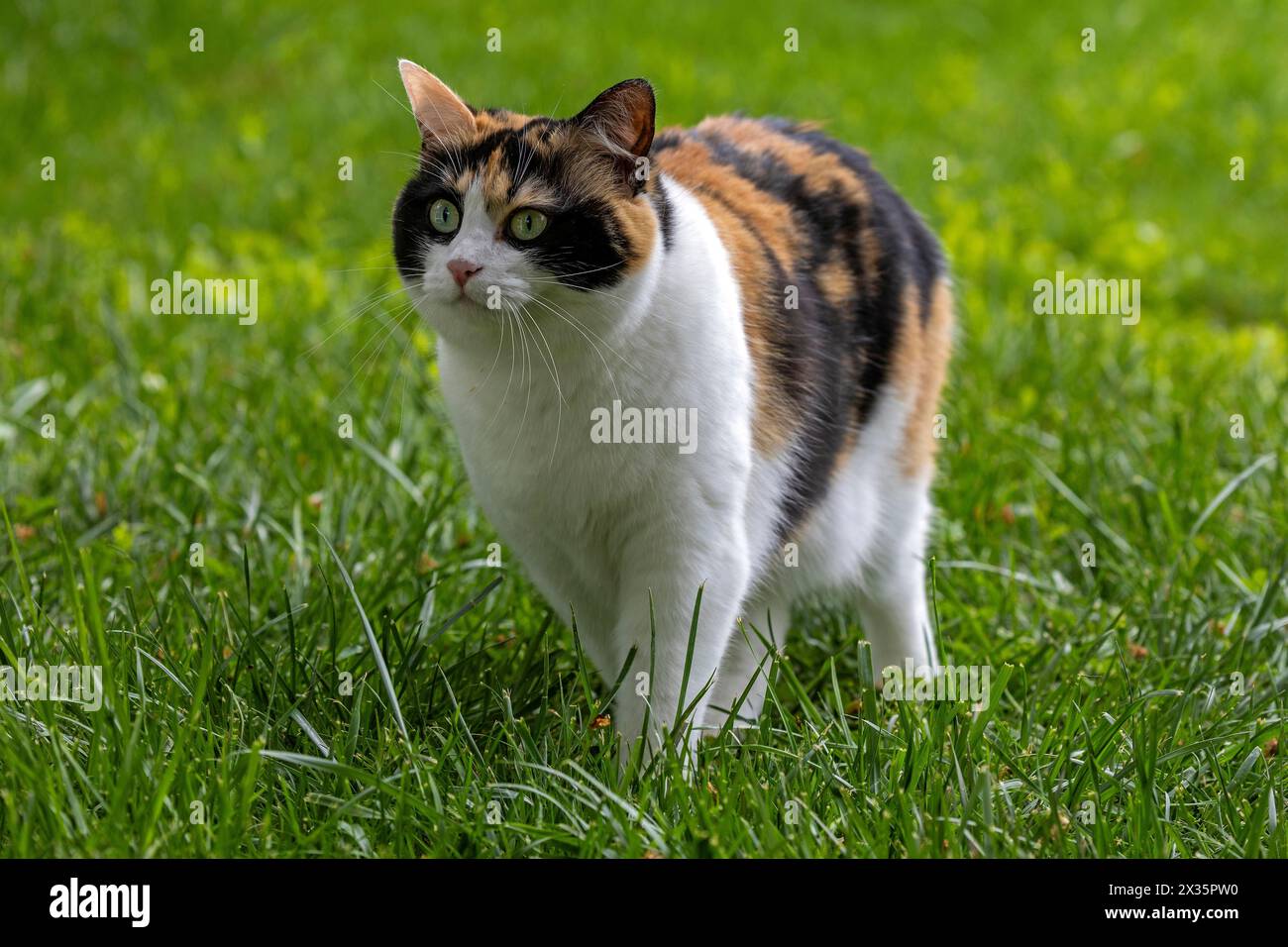 Cat, European shorthair, felidae (Felis catus), tricoloured, running in the grass, Baden-Wuerttemberg, Germany Stock Photo