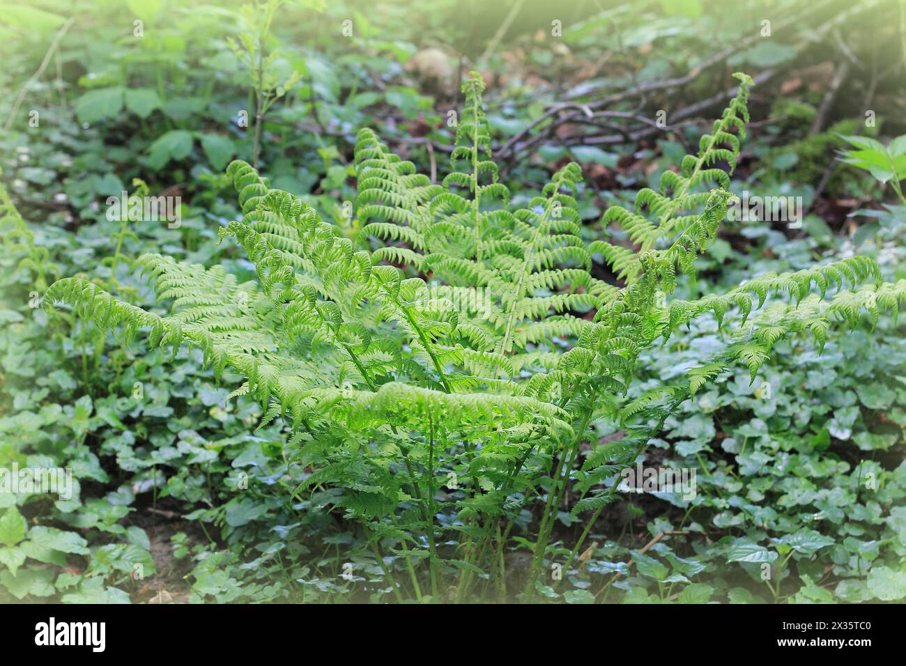 Lady fern (Athyrium filix-femina), North Rhine-Westphalia, Germany, Europe Stock Photo