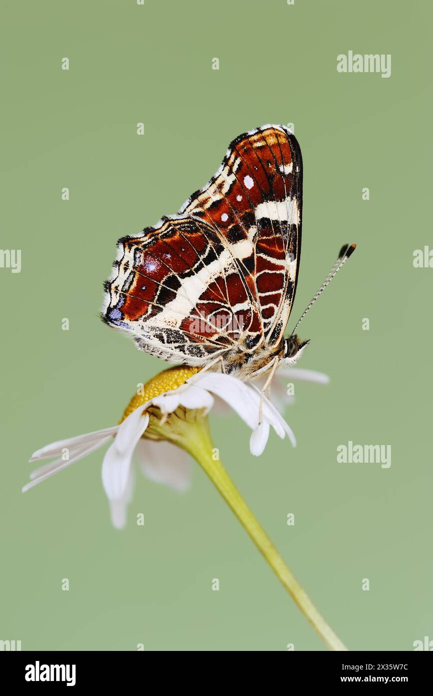 Landcarts or Landcarts butterfly (Araschnia levana f. prorsa), butterfly of the summer generation, North Rhine-Westphalia, Germany Stock Photo