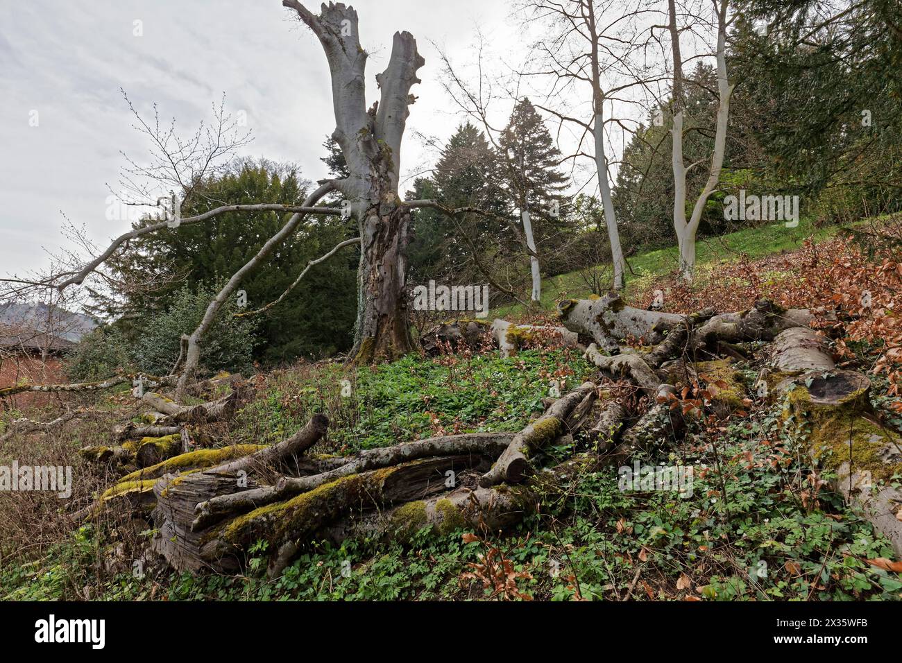 European beech as deadwood biotope, preservation of species diversity ...
