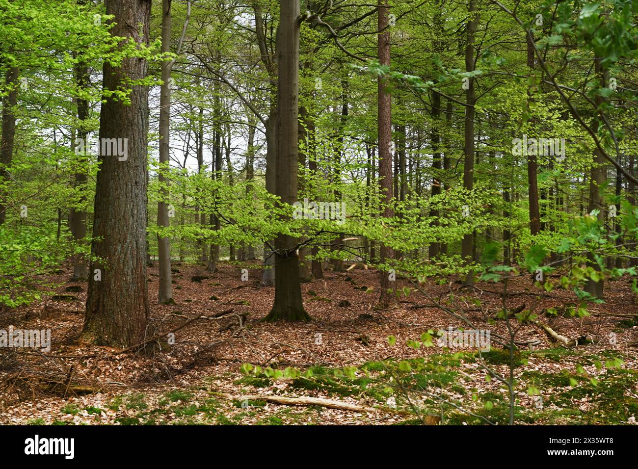 NL, Eesergroen: Spring characterises the landscape, towns and people in the province of Drenthe in the Netherlands. May green in April, forest in Dren Stock Photo