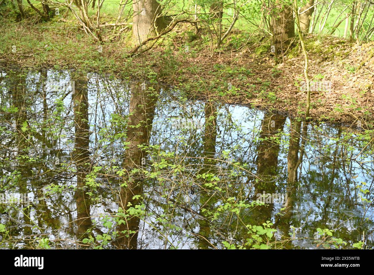 NL, Eesergroen: Spring characterises the landscape, towns and people in the province of Drenthe in the Netherlands. May green in April, forest in Dren Stock Photo