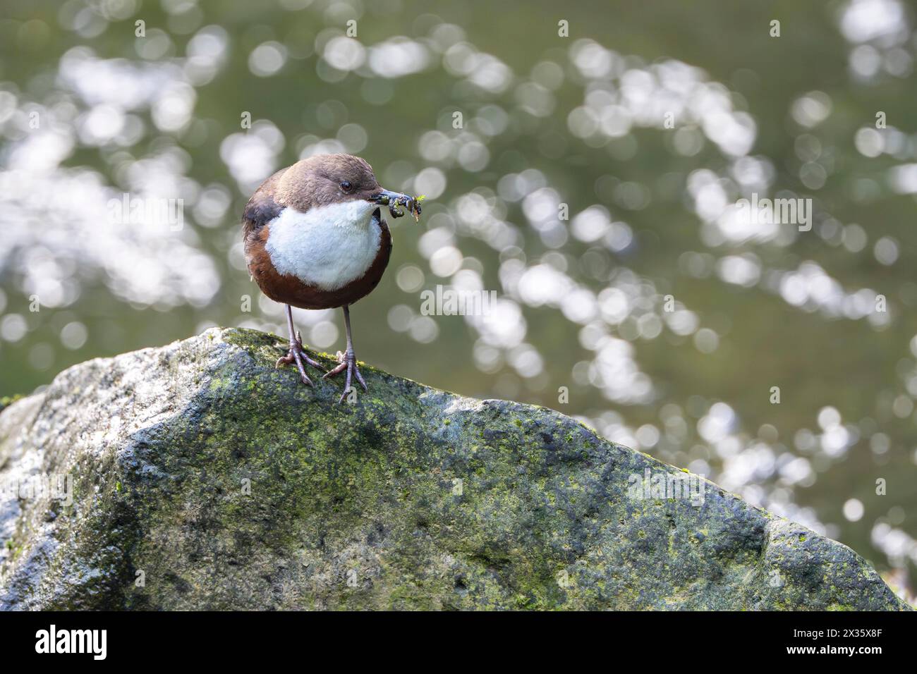 White-throated Dipper (Cinclus cinclus), at a torrent with larvae in its beak, Rhineland-Palatinate, Germany Stock Photo