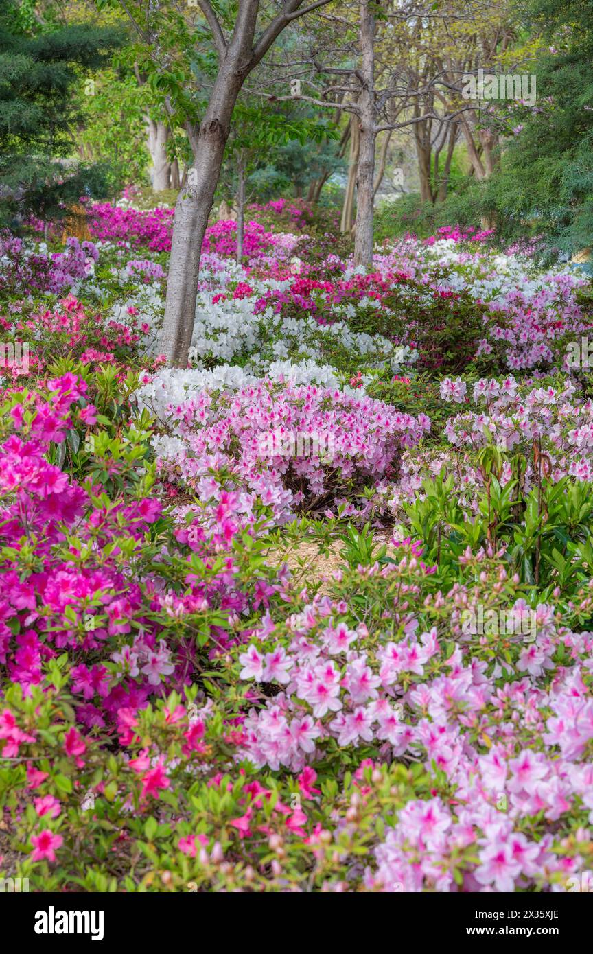 Blooming azalea plants in a springtime garden. Stock Photo