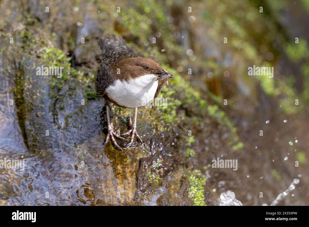 White-throated Dipper (Cinclus cinclus), at a torrent with prey in its beak, Rhineland-Palatinate, Germany Stock Photo