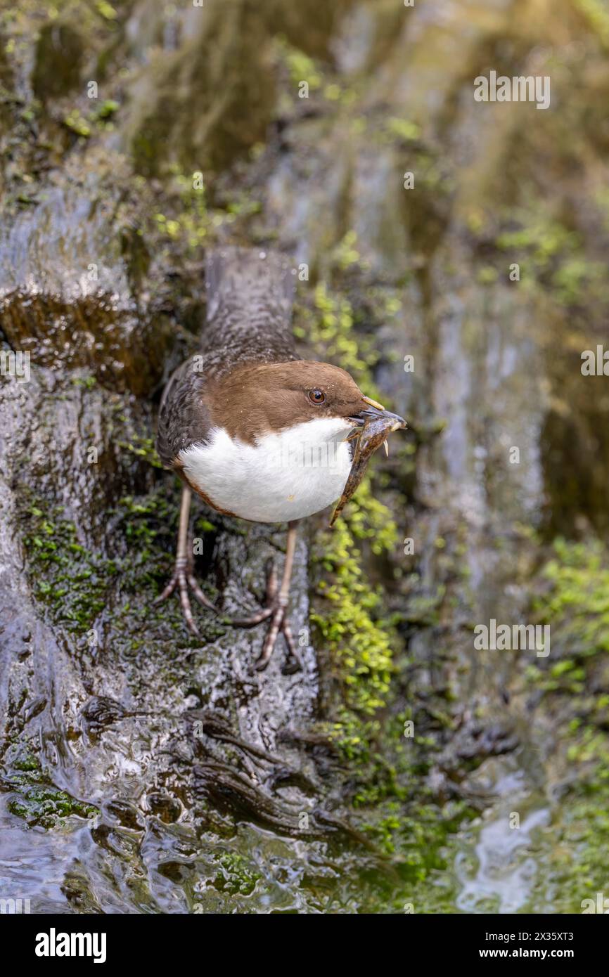 White-throated Dipper (Cinclus cinclus), at a torrent with prey in its beak, Rhineland-Palatinate, Germany Stock Photo