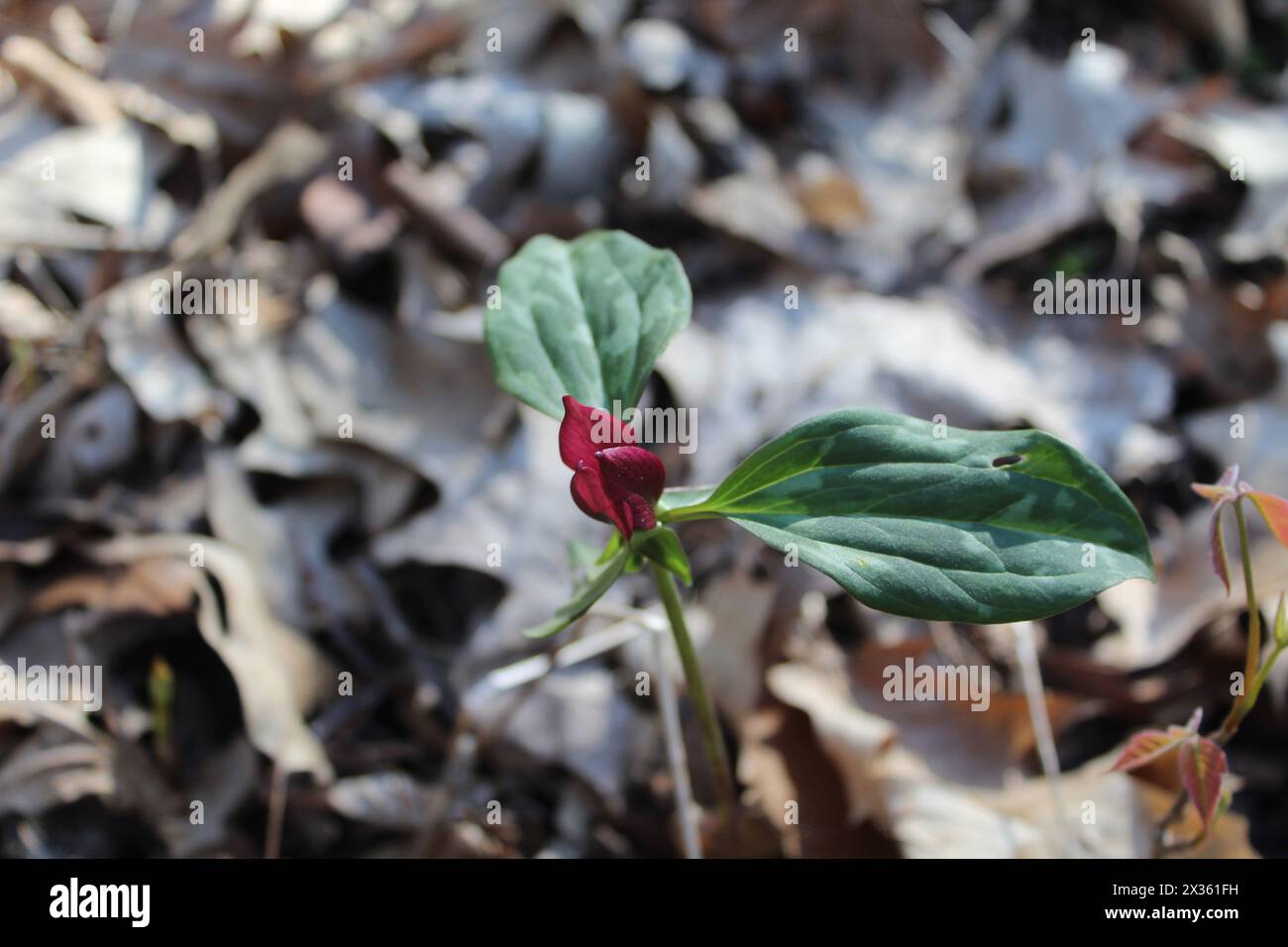 Prairie trillium with brown leaves in the background at Camp Ground Road Woods in Des Plaines, Illinoi Stock Photo