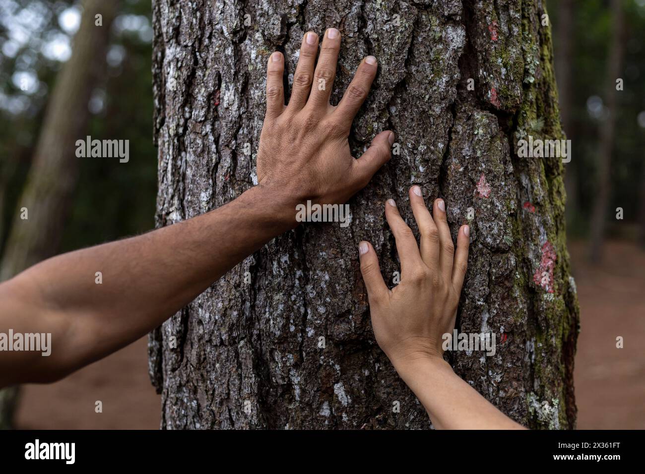 Hands of two unrecognizable young Latin Americans feeling the energy of the tree in a pine forest. Concept global warming, love for nature, perception Stock Photo