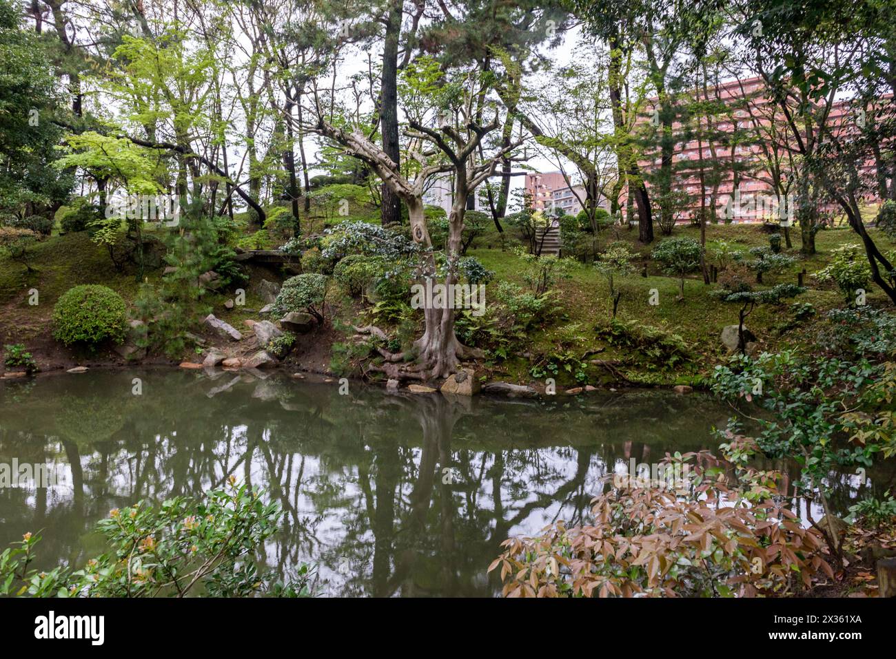 A beautiful garden with a pond and a tree with pink flowers. The pond ...
