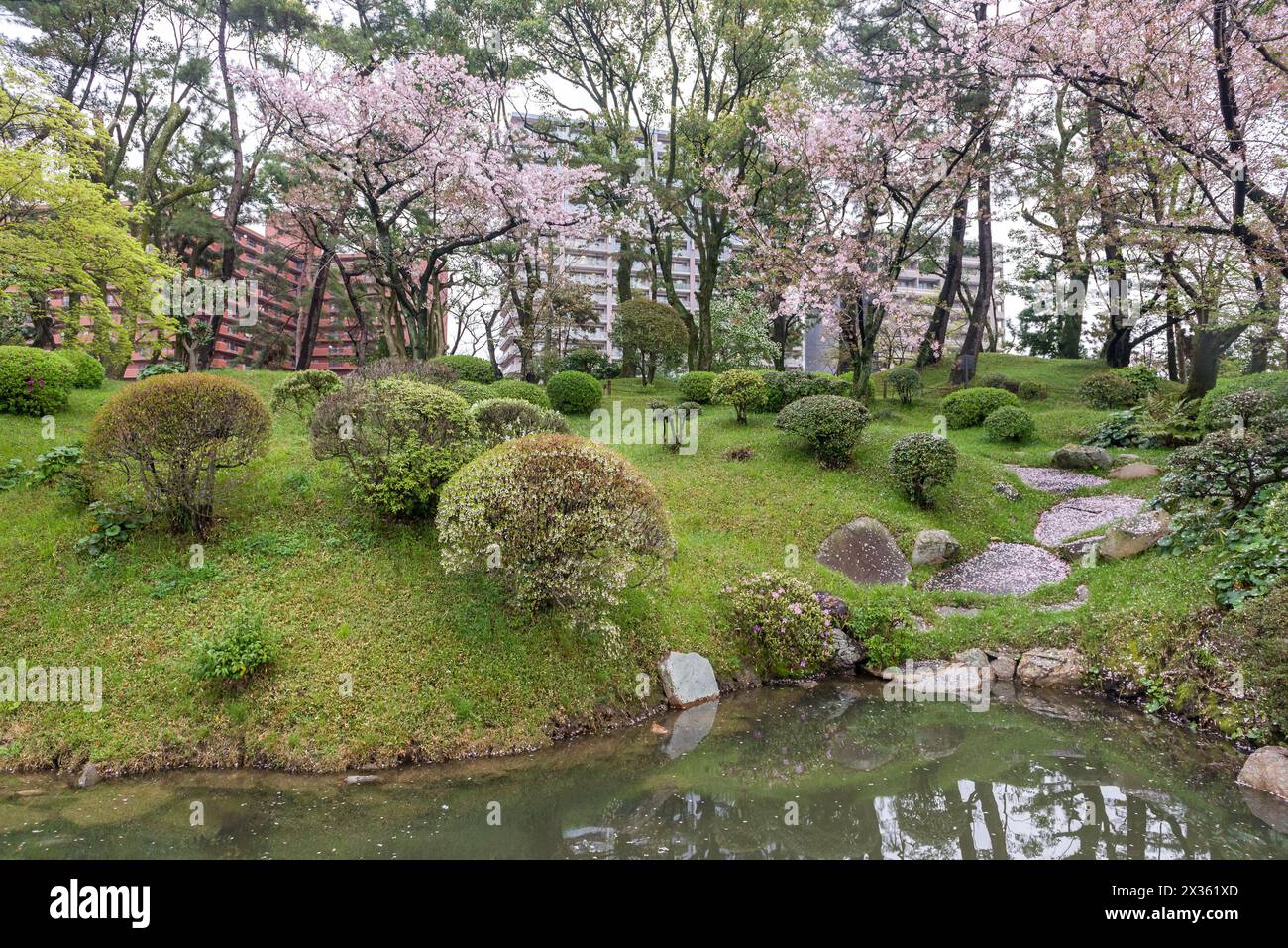 A beautiful garden with a pond and a tree with pink flowers. The pond ...