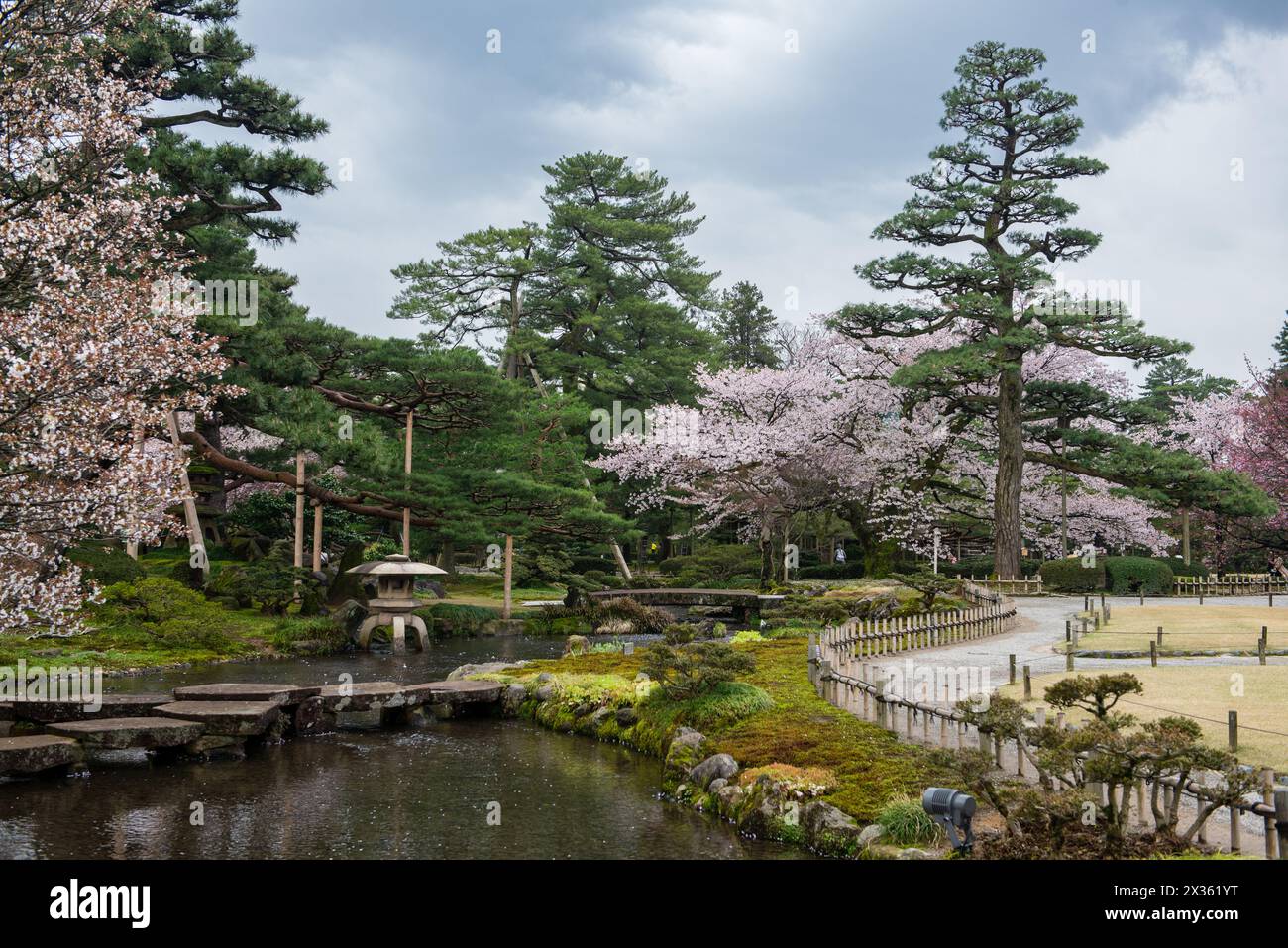 A beautiful garden with a pond and a tree with pink flowers. The pond ...